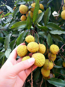 端午節(jié)粽子免費吃！松山湖生態(tài)園團建野炊粽子荔枝免費送